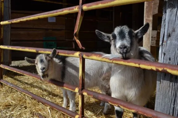 Visiting an animal farm