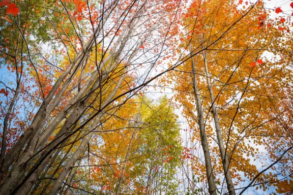 Fallcolours Trees2020 01