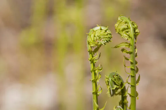 Close-up of three fiddleheads
