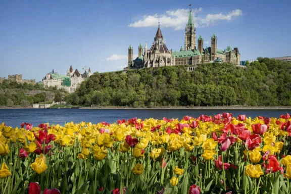 Des tulipes roses et jaunes près de la rivière des Outaouais, avec une vue sur la colline du Parlement en arrière-plan.