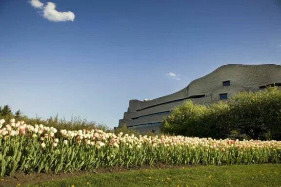 Des tulipes crème près du Musée canadien de l'histoire.