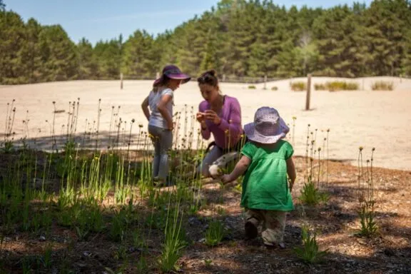 Les dunes de la forêt Pinhey