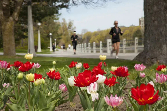 Un petit parterre de tulipes le long du sentier ouest du Canal-Rideau, avec des personnes à pied en arrière-plan.