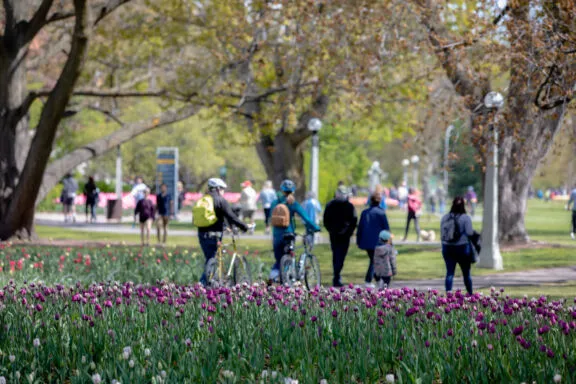 Personnes se promenant à pied et à vélo sur des sentiers sinueux, entourées de parterres de tulipes et d'arbres matures.
