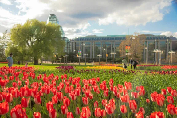 Des gens se promènent sur une pelouse vallonnée entre des parterres de tulipes, avec le Musée des beaux-arts du Canada et un arbre mature en arrière-plan.