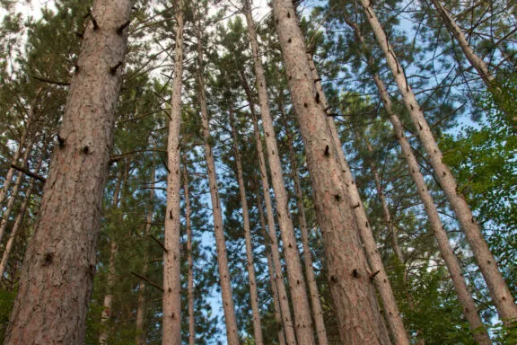 Pine Grove Forest IMG 7513 v2