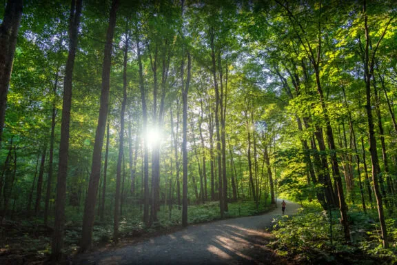 Un sentier en poussière de pierre compactée présentant une légère pente montante en forêt.