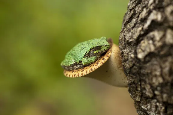 Tree Toad MG 2706