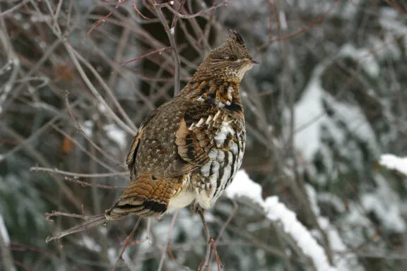 Ruffed grouse