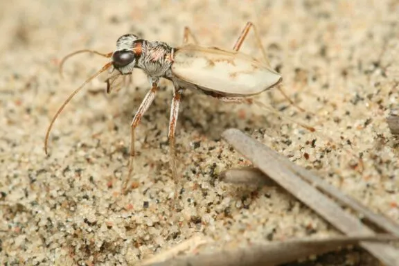 Dendroctone du tigre fantôme, Ellipsoptera lepida