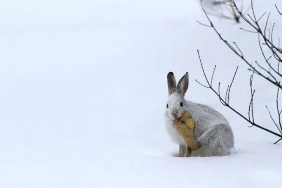 Snowshoe hare