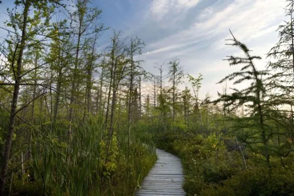Banc en bois situé sur un large sentier en poussière de pierre compactée recouvert de feuilles mortes.