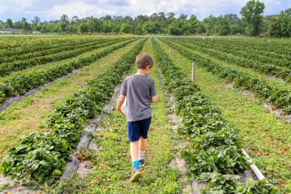 Strawberry field