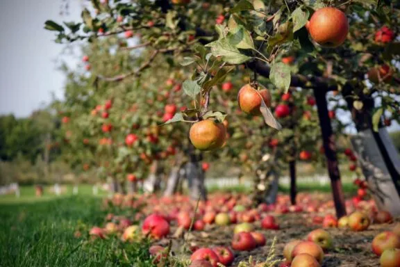 Apple orchard