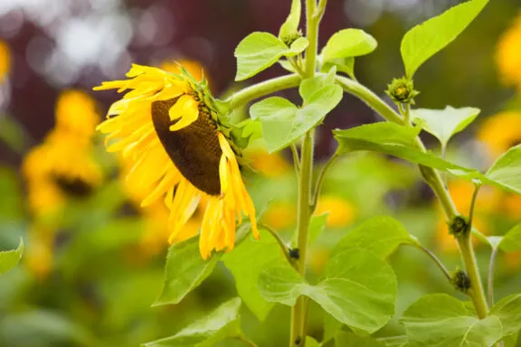 Sunflower1