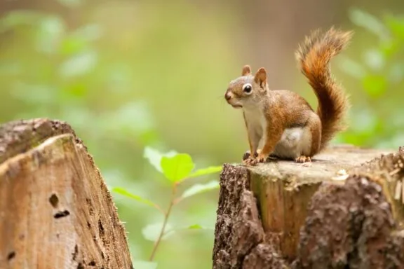 Cinq conseils pour profiter du parc de la Gatineau en respectant la faune