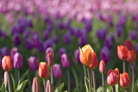 Tulips dans la région de la capitale du Canada