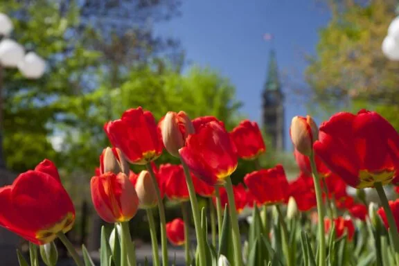 Les tulipes dans la capitale