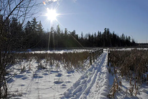 Greenbelt Trail Jack Pine Scenic Winter Wooden Path HRN 0039