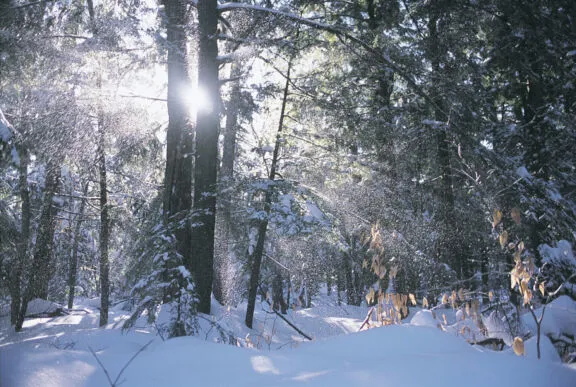 Scenic Winter Tree Sun 1