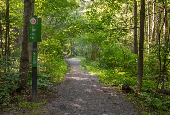 Un sentier en gravier large et plat entouré d’une forêt de feuillus.