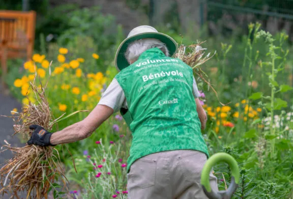 Jardinière bénévole désherbant le jardin de Maplelawn