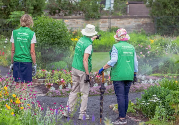 Jardinières bénévoles dans le jardin de Maplelawn