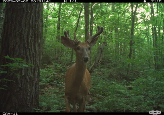 White-tailed deer
