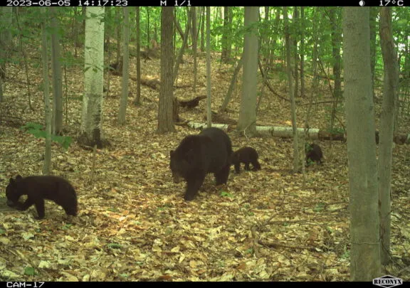 A family of black bears
