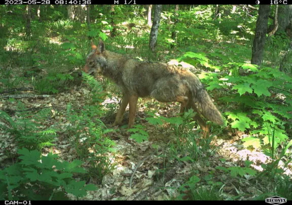 An eastern coyote