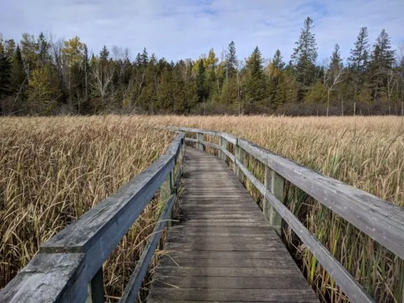 Jack Pine Trail 01