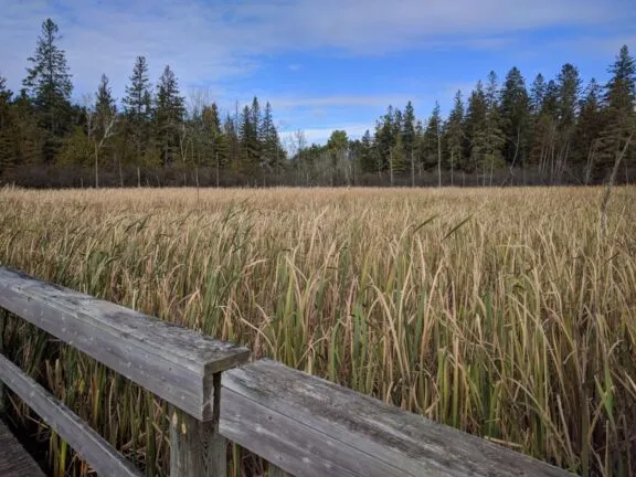 Jack Pine Trail 02