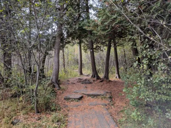 Jack Pine Trail 03