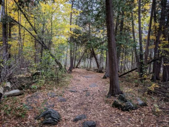 Jack Pine Trail 04
