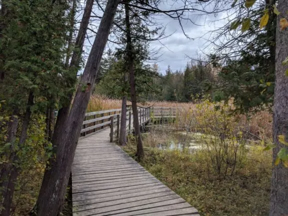Jack Pine Trail 05