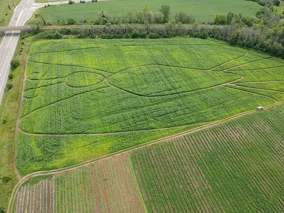 Corn maze