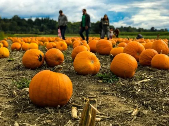 Pumpkin patch