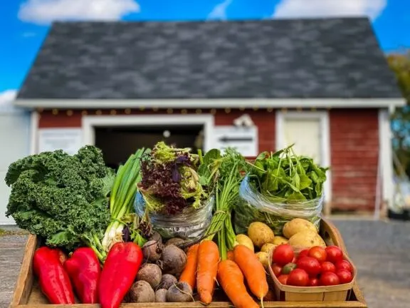Vegetable basket