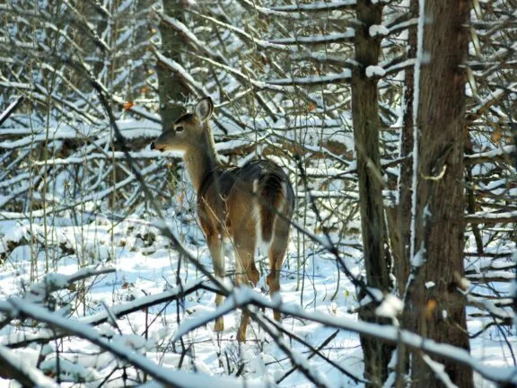 Cerf de Virginie.