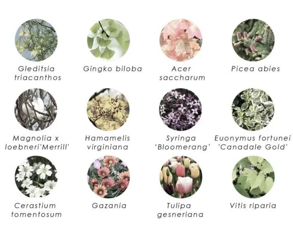 Diverses espèces d’arbres, d’arbustes et de fleurs plantées dans les cours Sussex.