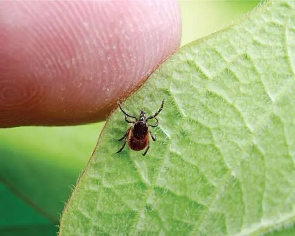 Ticks: How to enjoy the outdoors safely