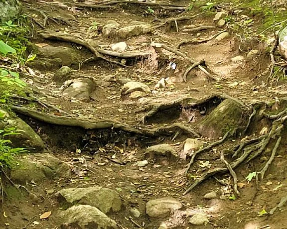 Réfection du sentier des Loups dans le parc de la Gatineau