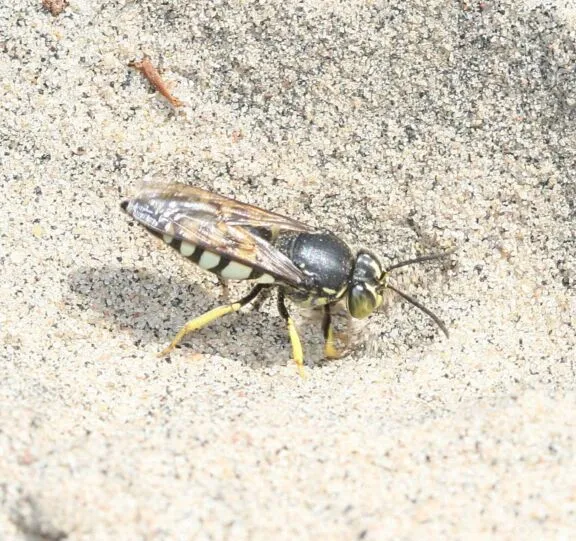 Guêpe de sable