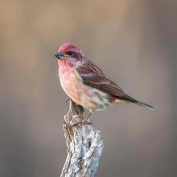 Purple Finch