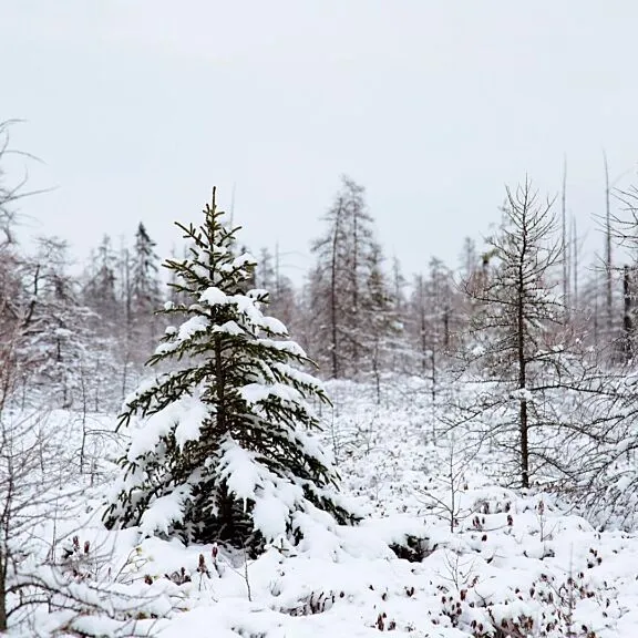 Orleans Ski Club Winter Trails. Credit: @mm_ph0t0