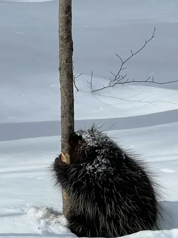 Porcupine