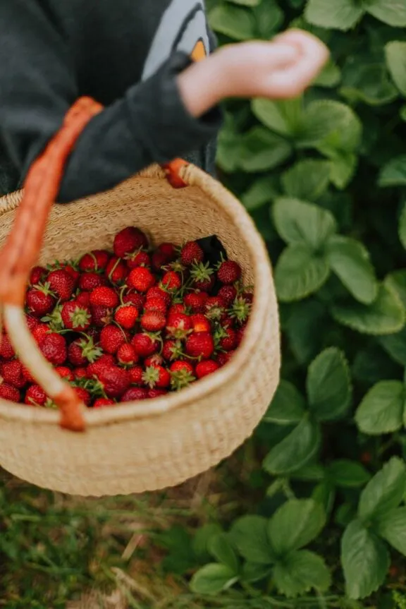Strawberry picking
