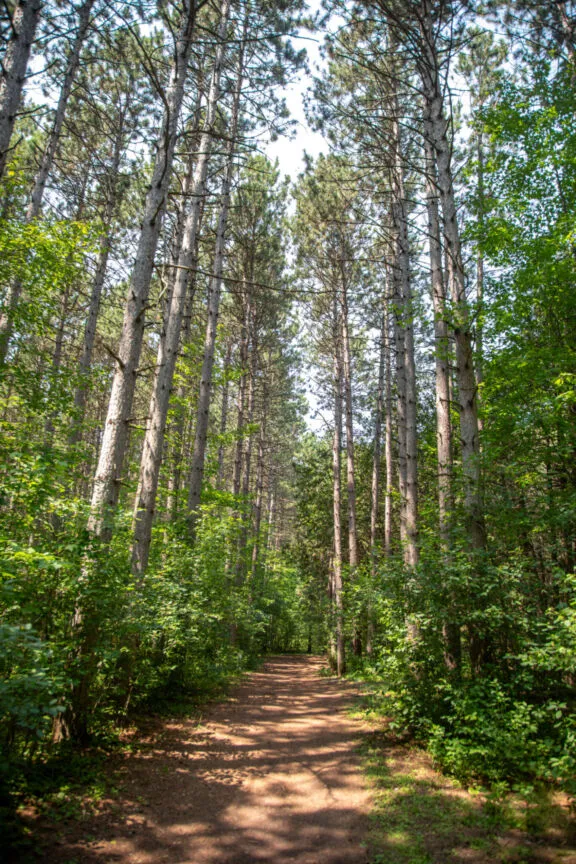 Wide, hard-packed soil trail through a forest.