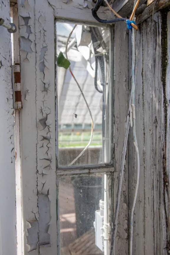 An old greenhouse window frame with cracked and peeling white paint, exposed wiring, and dusty glass panes.