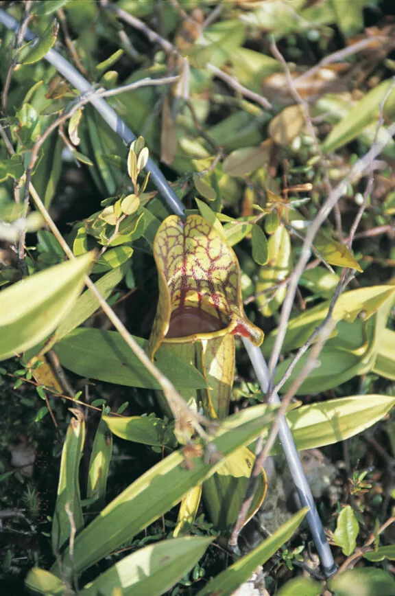 Close up of a pitcher plant